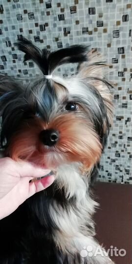 Йоркширский терьер