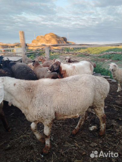 Овцы бараны