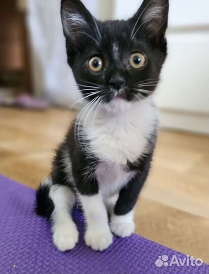 Черный котенок в добрые руки