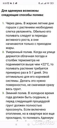 Адениум