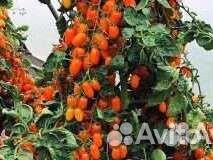 Семена томата Одат F1