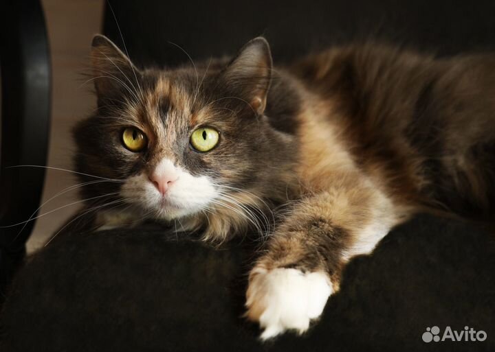 Кошка в дар