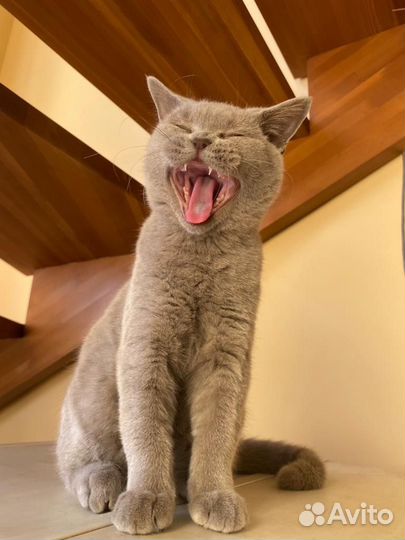 Британские котята