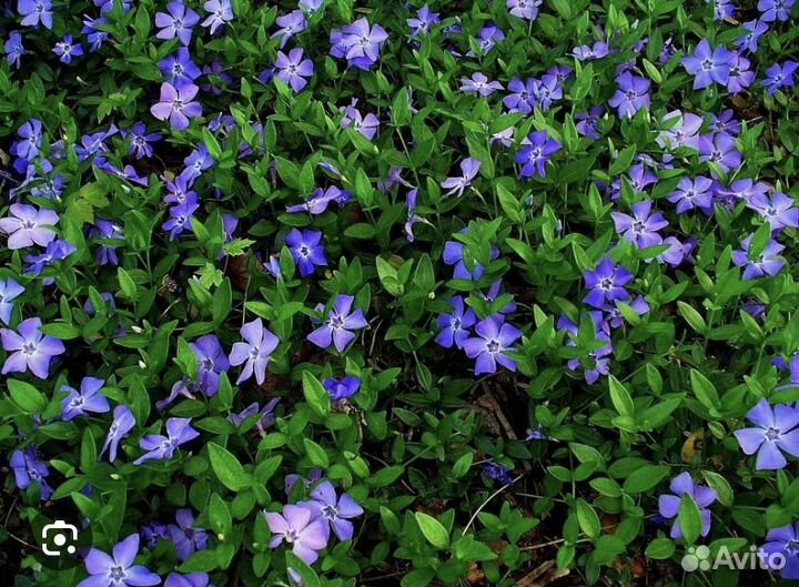 Цветы садовые