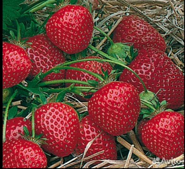 Отростки клубники