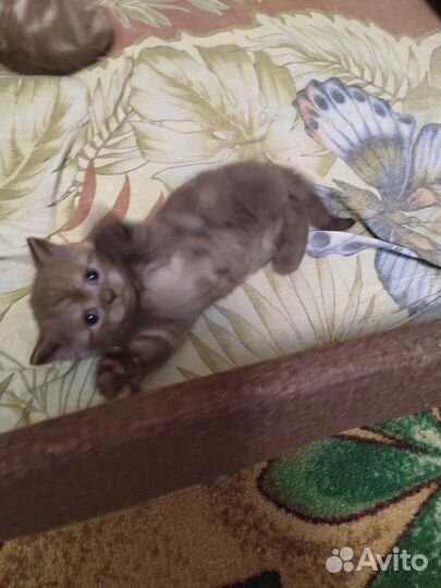 Шотландские котята