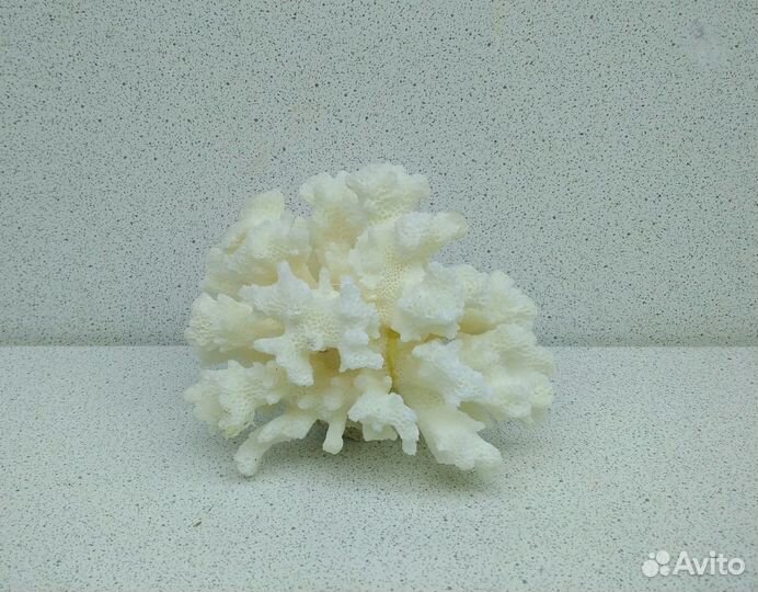 Коралл 5,9*8,1 морской сувенир подарок