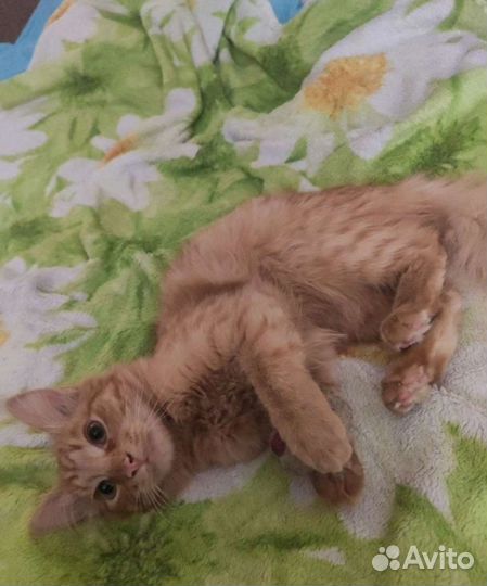 Рыжий котик в дар