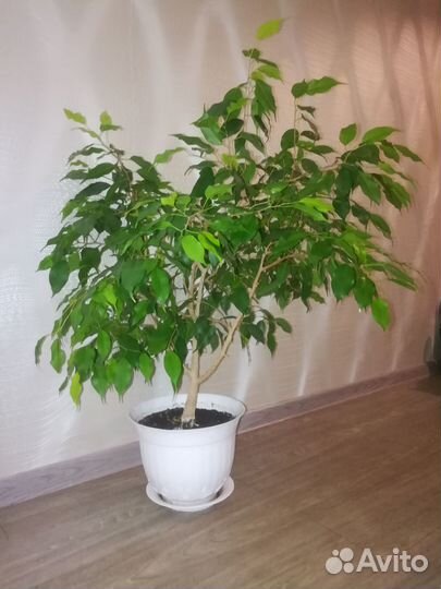 Фикус бенджамина экзотика