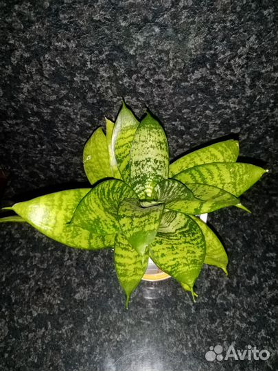 Сансевиерия Ханни Сильвер (sansevieria hahnii)