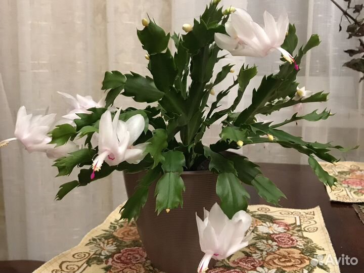 Декабрист шлюмбергера