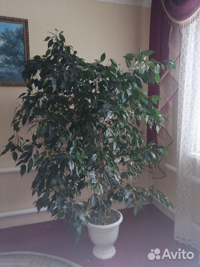 Фикус бенджамина большой