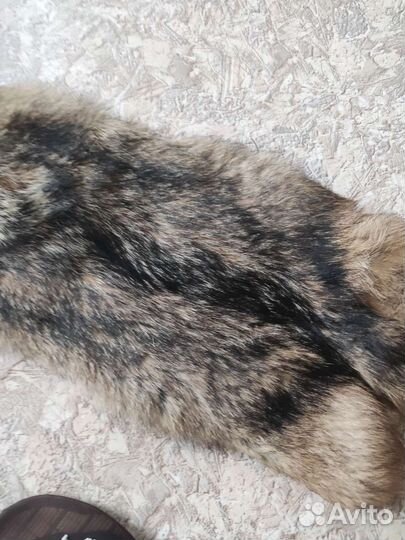 Шкура койота