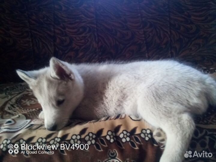 Щенки сибирской хаски