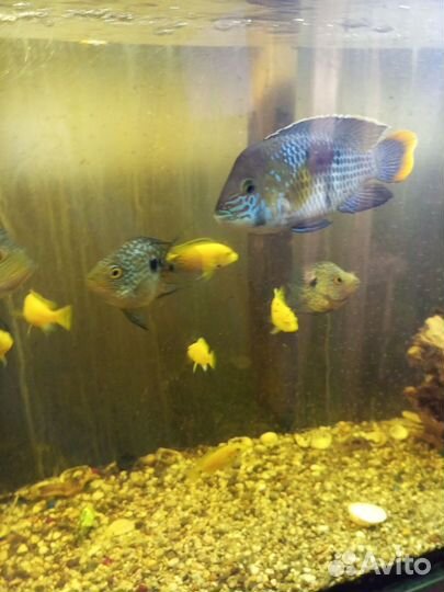 Парчевый сом