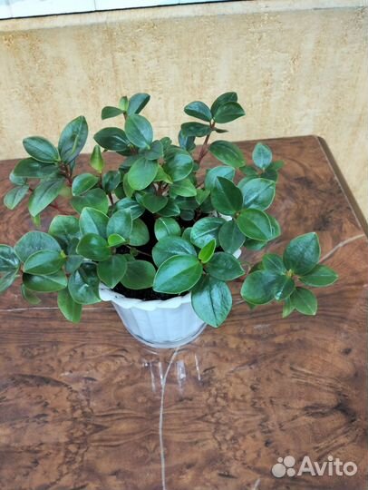 Комнатные растения