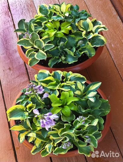 Миниатюрные хосты серии маус