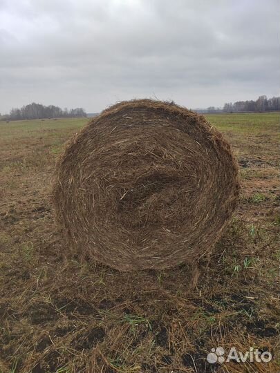 Солома масличного льна в рулонах