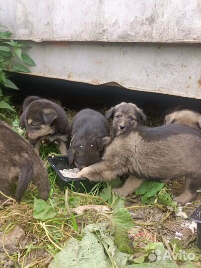 Щенок мальчик