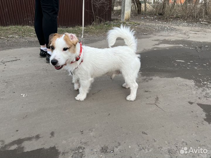 Вязка джек рассел терьер