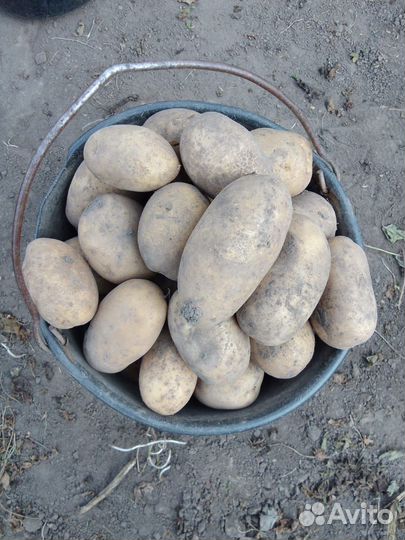 Продам картофель