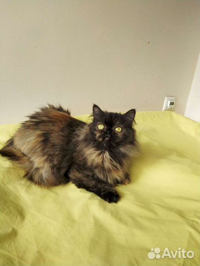 Шотландцы в добрые руки