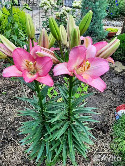 Сортовая Лилия