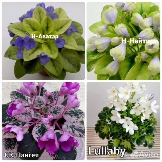 Сортовые фиалки мини