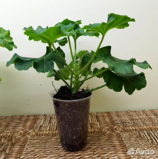 Пеларгония