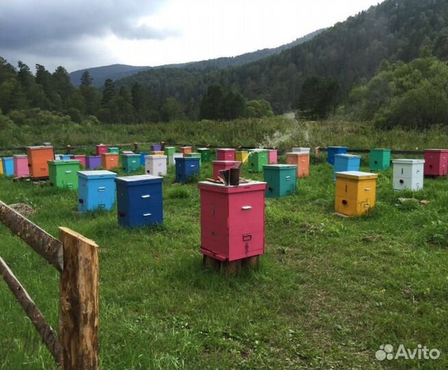 2024 Мед натуральный из Алтая оптом