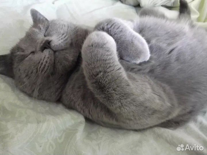 Передержка животных