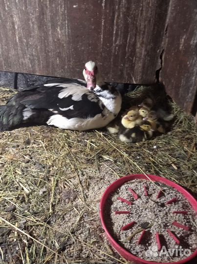 Мускусные утки