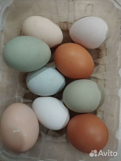 Домашние куриные яйца (до 16 числа яйца проданы)