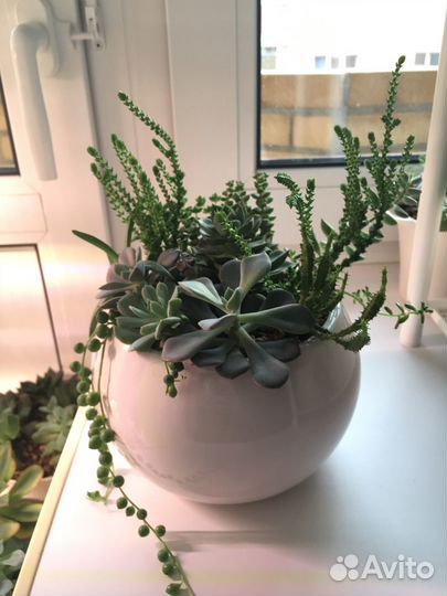 Суккуленты