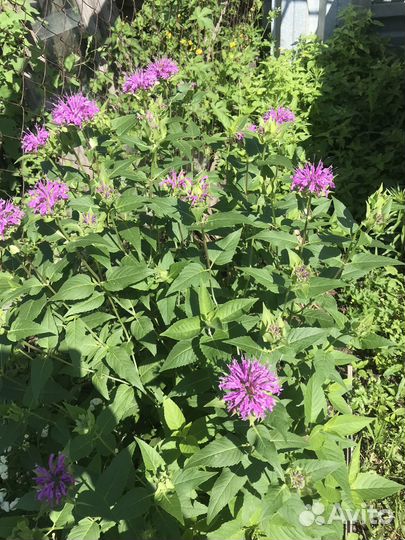 Многолетние садовые цветы