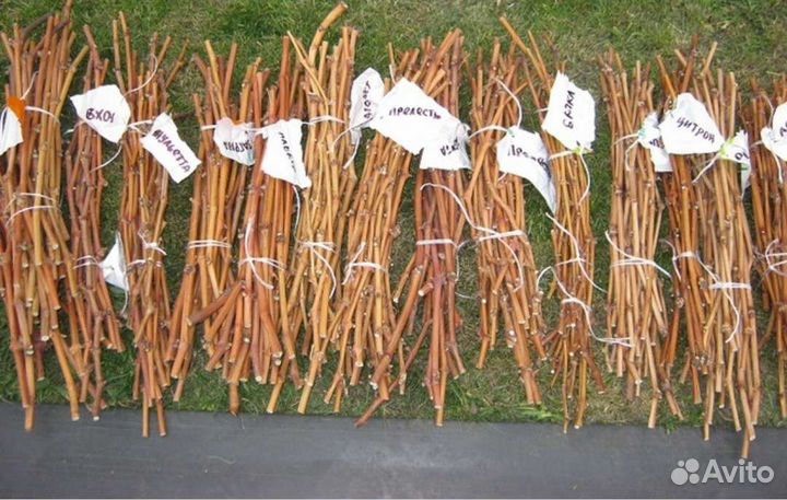 Черенки для проращивания Фейхоа Фотиния Шифердия