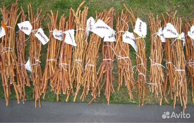 Черенки для проращивания Фейхоа Фотиния Шифердия