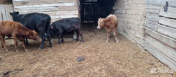 Телята бычки