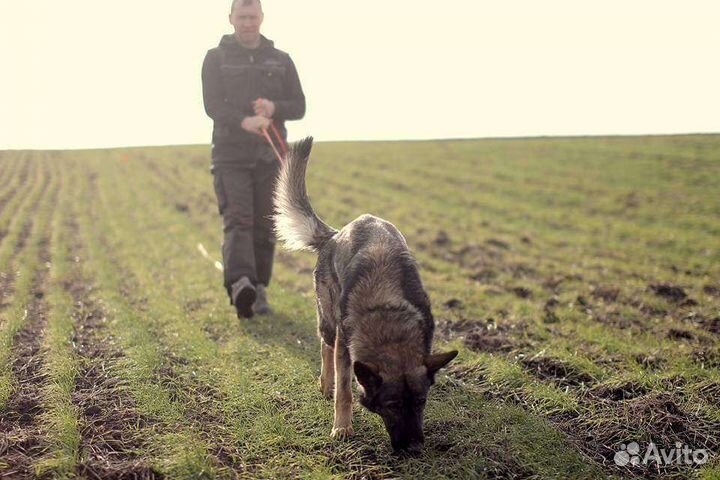 Дрессировка собак кинолог