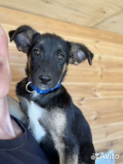 Спасите щенулю