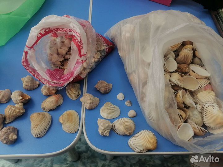 Морские ракушки раковины