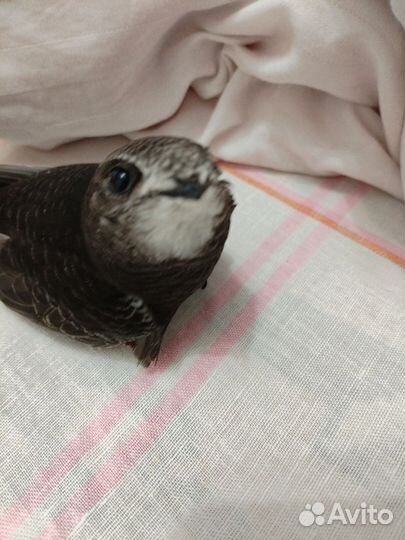 Стриж не выпускной