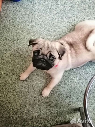 Щенок мопса