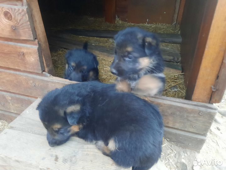 Щенки немецкой овчарки