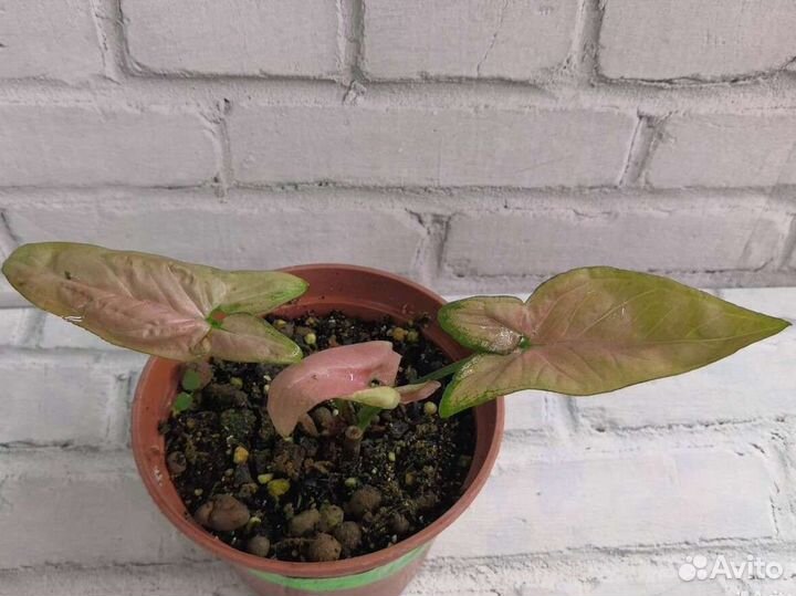 Сингониумы Регина Ред и Т - 25