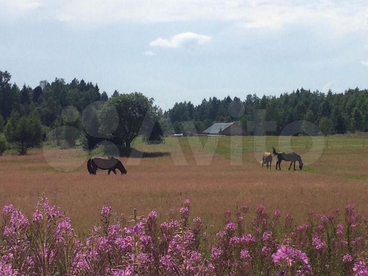 Участок 1,54 га (СНТ, ДНП)