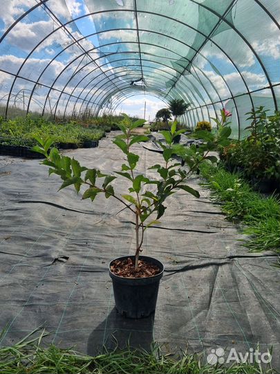 Кустарник Вейгела цветущая