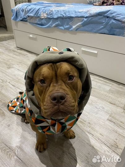 Одежда для собак средних и крупных пород