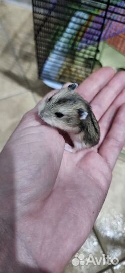 Джунгарский хомяк