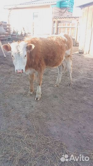 Продаем коров